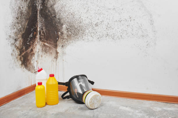 Best Mold Removal Company Near Me  in North Highlands, CA
