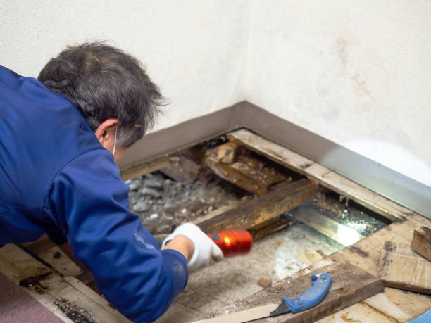 Best Office Mold Removal Services  in North Highlands, CA