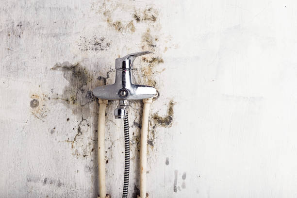 Best Commercial Mold Removal  in North Highlands, CA