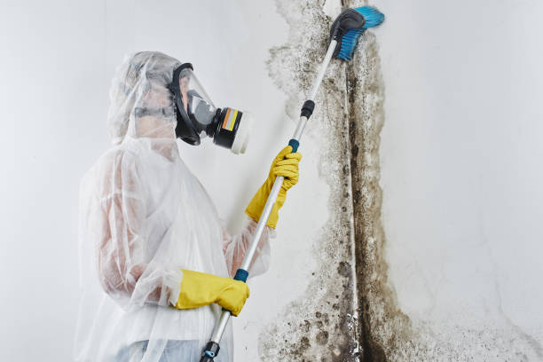 North Highlands, CA Mold Removal Company