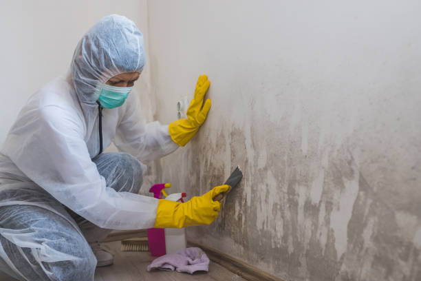 Best Mold Remediation  in North Highlands, CA