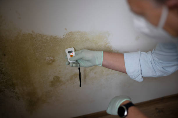 Best Mold Damage Repair  in North Highlands, CA