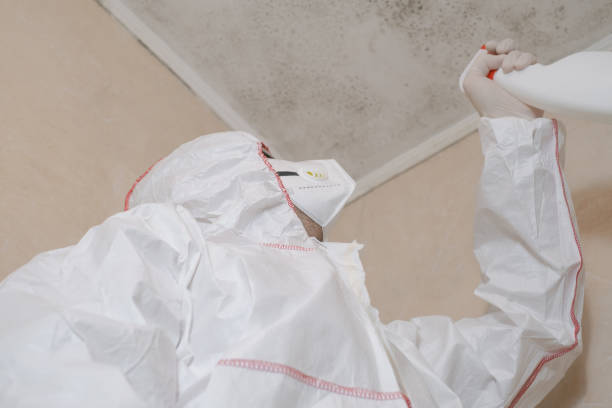 Professional Mold Removal in North Highlands, CA