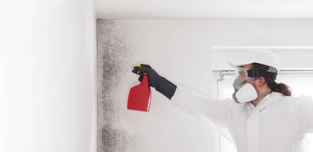 Best Mold Removal Company Near Me  in North Highlands, CA