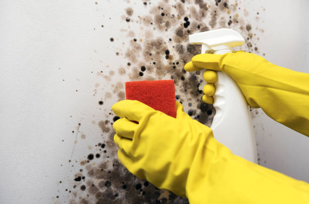 Best Professional Mold Removal  in North Highlands, CA