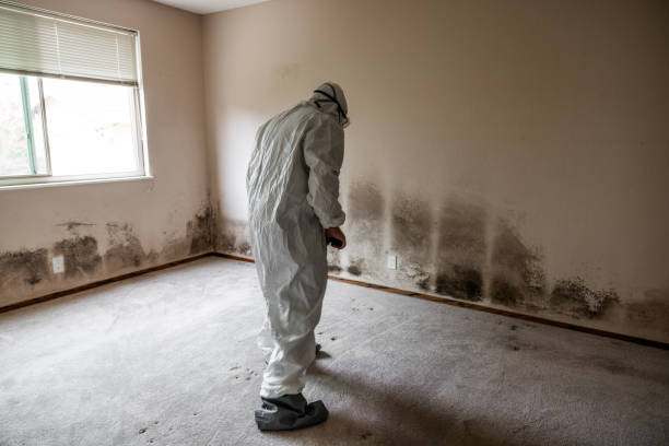 Best Best Mold Removal Companies  in North Highlands, CA