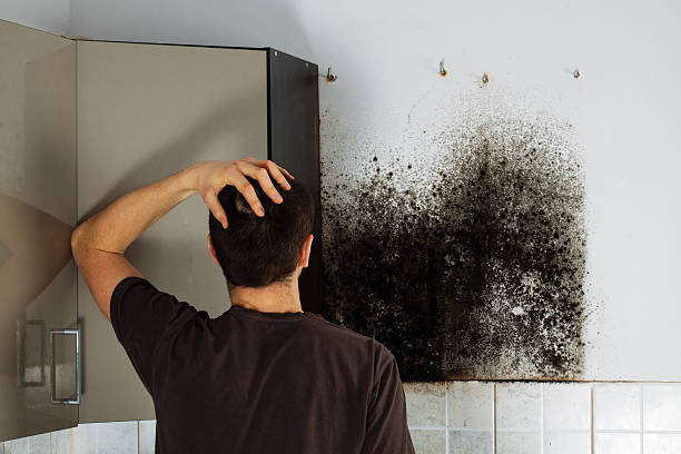 Best Same-Day Mold Removal  in North Highlands, CA