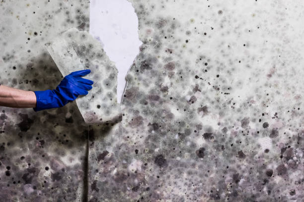 Best Toxic Mold Removal  in North Highlands, CA