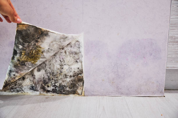 Mold Testing and Removal in North Highlands, CA